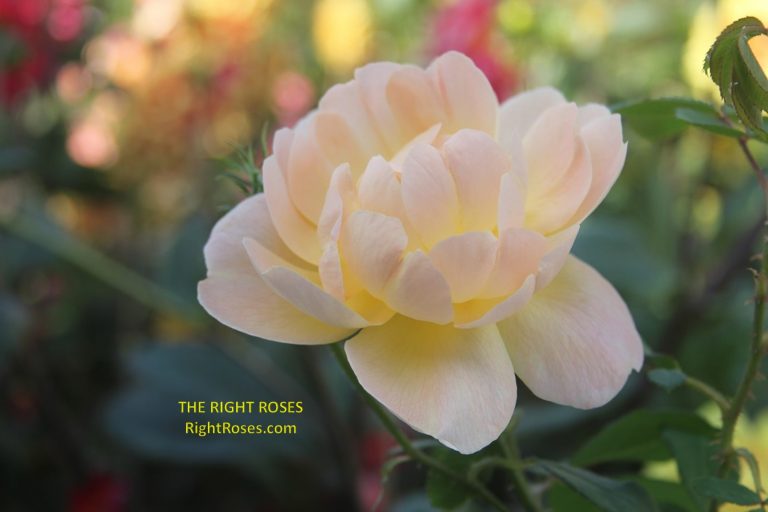 THE LARK ASCENDING ROSE REVIEW | DAVID AUSTIN 2012