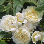 The best rose review of rose 'Nye Bevan' by The Right Roses. David Austin. Our in-depth reviews have been trusted by millions gardeners worldwide. The Right Roses team uses our own, bespoke The Right Roses Score, which is the most comprehensive rose rating system in the world, to assess the overall quality of a rose. All information and rose products: best top garden store, Rosen Kordes, Rosen Tantau, Delbard, english roses, rose products, rose rating, the right leap, rose food, fertilizer. The Right Roses Store. English Romance Collection.