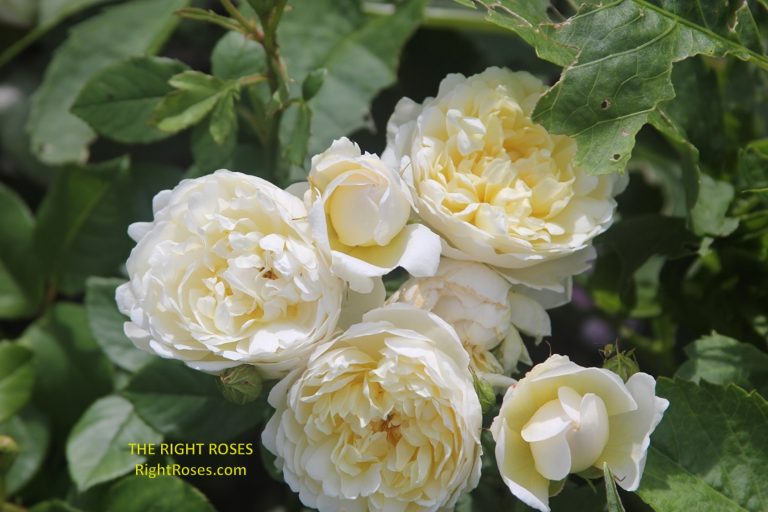 The best rose review of rose 'Nye Bevan' by The Right Roses. David Austin. Our in-depth reviews have been trusted by millions gardeners worldwide. The Right Roses team uses our own, bespoke The Right Roses Score, which is the most comprehensive rose rating system in the world, to assess the overall quality of a rose. All information and rose products: best top garden store, Rosen Kordes, Rosen Tantau, Delbard, english roses, rose products, rose rating, the right leap, rose food, fertilizer. The Right Roses Store. English Romance Collection.