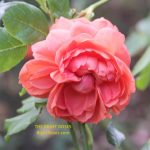 The best rose review of rose 'Summer Song' by The Right Roses. David Austin. Our in-depth reviews have been trusted by millions gardeners worldwide. The Right Roses team uses our own, bespoke The Right Roses Score, which is the most comprehensive rose rating system in the world, to assess the overall quality of a rose. All information and rose products: best top garden store, Rosen Kordes, Rosen Tantau, Delbard, english roses, rose products, rose rating, the right leap, rose food, fertilizer. The Right Roses Store.