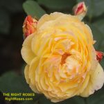 The best rose review of rose 'Well Being' by The Right Roses. David Austin. Our in-depth reviews have been trusted by millions gardeners worldwide. The Right Roses team uses our own, bespoke The Right Roses Score, which is the most comprehensive rose rating system in the world, to assess the overall quality of a rose. All information and rose products: best top garden store, Rosen Kordes, Rosen Tantau, Delbard, english roses, rose products, rose rating, the right leap, rose food, fertilizer. The Right Roses Store. English Romance Collection. Harkness.