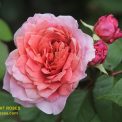 The best rose review of rose Eisvogel | Tantau 2016 by The Right Roses. David Austin. Our in-depth reviews have been trusted by millions gardeners worldwide. The Right Roses team uses our own, bespoke The Right Roses Score, which is the most comprehensive rose rating system in the world, to assess the overall quality of a rose. All information and rose products: best top garden store, Rosen Kordes, Rosen Tantau, Delbard, english roses, rose products, rose rating, the right leap, rose food, fertilizer. The Right Roses Store. English Romance Collection.