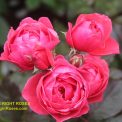 The best rose review of rose Gartenprinzessin Marie-José Fruity Parfuma Madame d'Estrée Princesse de Jardin Marie-José KORgehaque KO 05/2335-05 | Kordes 2016 Parfuma Collection by The Right Roses. Our in-depth reviews have been trusted by millions gardeners worldwide. The Right Roses team uses our own, bespoke The Right Roses Score, which is the most comprehensive rose rating system in the world, to assess the overall quality of a rose. All information and rose products: best top garden store, Rosen Kordes, Rosen Tantau, Delbard, english roses, rose products, rose rating, the right leap, rose food, fertilizer. The Right Roses Store. English Romance Collection.