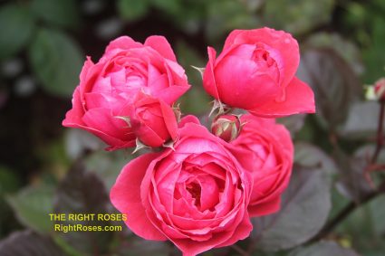 The best rose review of rose Gartenprinzessin Marie-José Fruity Parfuma Madame d'Estrée Princesse de Jardin Marie-José KORgehaque KO 05/2335-05 | Kordes 2016 Parfuma Collection by The Right Roses. Our in-depth reviews have been trusted by millions gardeners worldwide. The Right Roses team uses our own, bespoke The Right Roses Score, which is the most comprehensive rose rating system in the world, to assess the overall quality of a rose. All information and rose products: best top garden store, Rosen Kordes, Rosen Tantau, Delbard, english roses, rose products, rose rating, the right leap, rose food, fertilizer. The Right Roses Store. English Romance Collection.