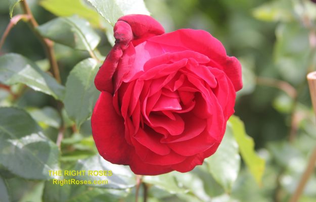 The best rose review of rose Admiral | Tantau 2017 by The Right Roses. Our in-depth reviews have been trusted by millions gardeners worldwide. The Right Roses team uses our own, bespoke The Right Roses Score, which is the most comprehensive rose rating system in the world, to assess the overall quality of a rose. All information and rose products: best top garden store, Rosen Kordes, Rosen Tantau, Delbard, english roses, rose products, rose rating, the right leap, rose food, fertilizer. The Right Roses Store. English Romance Collection.