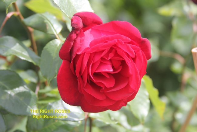 The best rose review of rose Admiral | Tantau 2017 by The Right Roses. Our in-depth reviews have been trusted by millions gardeners worldwide. The Right Roses team uses our own, bespoke The Right Roses Score, which is the most comprehensive rose rating system in the world, to assess the overall quality of a rose. All information and rose products: best top garden store, Rosen Kordes, Rosen Tantau, Delbard, english roses, rose products, rose rating, the right leap, rose food, fertilizer. The Right Roses Store. English Romance Collection.