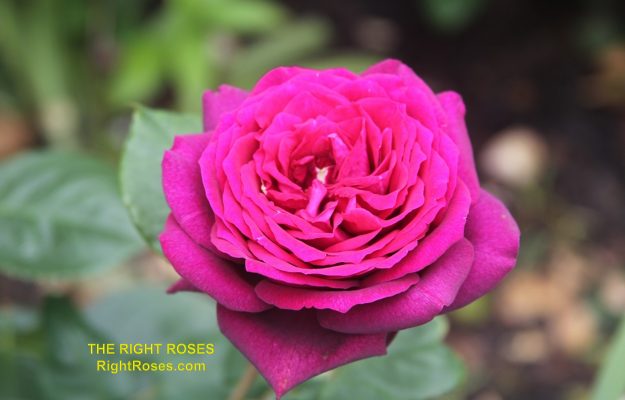 The best rose review of rose Dark Desire (aka. Grafin Diana, Royal Parfuma, Burgundy Panarosa, Madame De Montespan) Parfuma Collection by The Right Roses. Our in-depth reviews have been trusted by millions gardeners worldwide. The Right Roses team uses our own, bespoke The Right Roses Score, which is the most comprehensive rose rating system in the world, to assess the overall quality of a rose. All information and rose products: best top garden store, Rosen Kordes, Rosen Tantau, Delbard, english roses, rose products, rose rating, the right leap, rose food, fertilizer. The Right Roses Store. English Romance Collection.