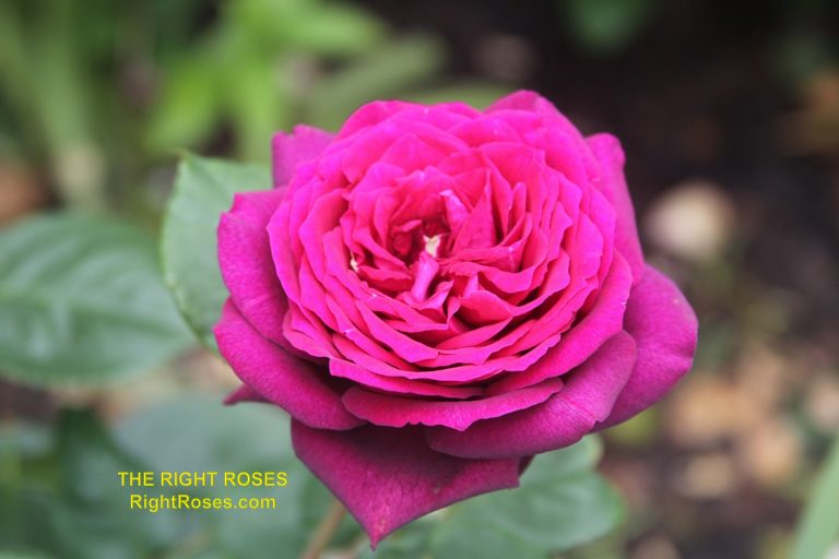 The best rose review of rose Dark Desire (aka. Grafin Diana, Royal Parfuma, Burgundy Panarosa, Madame De Montespan) Parfuma Collection by The Right Roses. Our in-depth reviews have been trusted by millions gardeners worldwide. The Right Roses team uses our own, bespoke The Right Roses Score, which is the most comprehensive rose rating system in the world, to assess the overall quality of a rose. All information and rose products: best top garden store, Rosen Kordes, Rosen Tantau, Delbard, english roses, rose products, rose rating, the right leap, rose food, fertilizer. The Right Roses Store. English Romance Collection.
