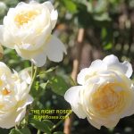 The best rose review of rose Nye Bevan by The Right Roses. Our in-depth reviews have been trusted by millions gardeners worldwide. The Right Roses team uses our own, bespoke The Right Roses Score, which is the most comprehensive rose rating system in the world, to assess the overall quality of a rose. All information and rose products: best top garden store, Rosen Kordes, Rosen Tantau, Delbard, english roses, rose products, rose rating, the right leap, rose food, fertilizer. The Right Roses Store. English Romance Collection.