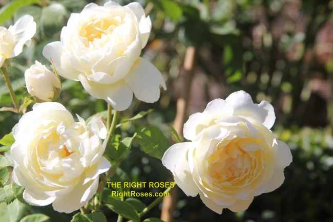 The best rose review of rose Nye Bevan by The Right Roses. Our in-depth reviews have been trusted by millions gardeners worldwide. The Right Roses team uses our own, bespoke The Right Roses Score, which is the most comprehensive rose rating system in the world, to assess the overall quality of a rose. All information and rose products: best top garden store, Rosen Kordes, Rosen Tantau, Delbard, english roses, rose products, rose rating, the right leap, rose food, fertilizer. The Right Roses Store. English Romance Collection.