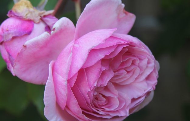 The best rose review of rose 'Kiss Me Kate' | Kordes 2016 by The Right Roses. Our in-depth reviews have been trusted by millions gardeners worldwide. The Right Roses team uses our own, bespoke The Right Roses Score, which is the most comprehensive rose rating system in the world, to assess the overall quality of a rose. All information and rose products: best top garden store, Rosen Kordes, Rosen Tantau, Delbard, english roses, rose products, rose rating, the right leap, rose food, fertilizer. The Right Roses Store. English Romance Collection.