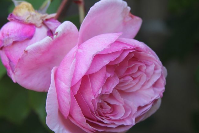 The best rose review of rose 'Kiss Me Kate' | Kordes 2016 by The Right Roses. Our in-depth reviews have been trusted by millions gardeners worldwide. The Right Roses team uses our own, bespoke The Right Roses Score, which is the most comprehensive rose rating system in the world, to assess the overall quality of a rose. All information and rose products: best top garden store, Rosen Kordes, Rosen Tantau, Delbard, english roses, rose products, rose rating, the right leap, rose food, fertilizer. The Right Roses Store. English Romance Collection.