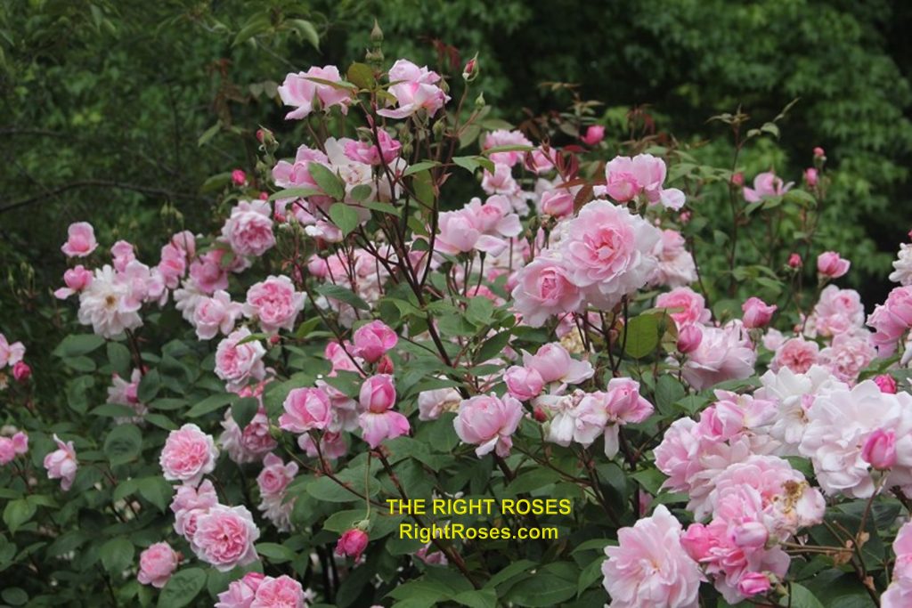 The best rose review of rose 'Mortimer Sackler MARY DELANY' by The Right Roses. Our in-depth reviews have been trusted by millions gardeners worldwide. The Right Roses team uses our own, bespoke The Right Roses Score, which is the most comprehensive rose rating system in the world, to assess the overall quality of a rose. All information and rose products: best top garden store, Rosen Kordes, Rosen Tantau, Delbard, english roses, rose products, rose rating, the right leap, rose food, fertilizer. The Right Roses Store. English Romance Collection.
