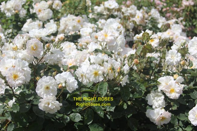 The best rose review of rose 'Penelope' by The Right Roses. Our in-depth reviews have been trusted by millions gardeners worldwide. The Right Roses team uses our own, bespoke The Right Roses Score, which is the most comprehensive rose rating system in the world, to assess the overall quality of a rose. All information and rose products: best top garden store, Rosen Kordes, Rosen Tantau, Delbard, english roses, rose products, rose rating, the right leap, rose food, fertilizer. The Right Roses Store. English Romance Collection.