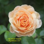 The best rose review of rose 'Tropicana' | Tantau 2018 by The Right Roses. Our in-depth reviews have been trusted by millions gardeners worldwide. The Right Roses team uses our own, bespoke The Right Roses Score, which is the most comprehensive rose rating system in the world, to assess the overall quality of a rose. All information and rose products: best top garden store, Rosen Kordes, Rosen Tantau, Delbard, english roses, rose products, rose rating, the right leap, rose food, fertilizer. The Right Roses Store. English Romance Collection.