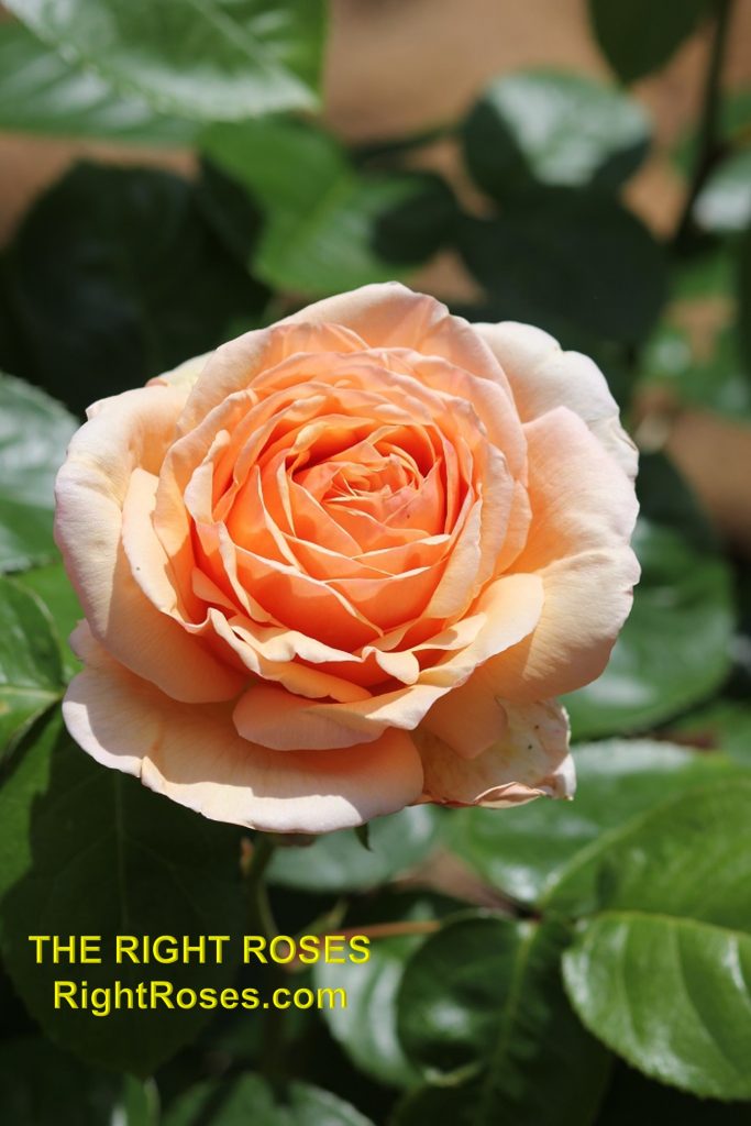 The best rose review of rose 'Tropicana' | Tantau 2018 by The Right Roses. Our in-depth reviews have been trusted by millions gardeners worldwide. The Right Roses team uses our own, bespoke The Right Roses Score, which is the most comprehensive rose rating system in the world, to assess the overall quality of a rose. All information and rose products: best top garden store, Rosen Kordes, Rosen Tantau, Delbard, english roses, rose products, rose rating, the right leap, rose food, fertilizer. The Right Roses Store. English Romance Collection.