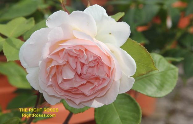 The Right Roses presents you with the best rose review of rose ‘Bliss Parfuma’ (aka. Märchenzauber, Bliss, Fairytale Magic) | Kordes 2015. Millions of gardeners from all over the world have trusted our in-depth reviews. The Right Roses team uses our own, bespoke The Right Roses Score, which is the most comprehensive rose rating system in the world, to assess the overall quality of a rose. We review all the very best roses from all the best rose breeders such as Rosen Kordes, Rosen Tantau, Delbard, David Austin Roses. The Right Roses is also running the best gardening club for the very best connoisseur gardeners Righttify.com. At Righttify.com, connoisseur sellers can sell new garden plants, resell pre-loved garden plants. In addition, buyers can buy the very best plants in the world.