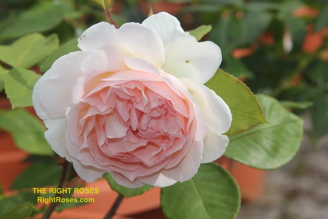 The Right Roses presents you with the best rose review of rose ‘Bliss Parfuma’ (aka. Märchenzauber, Bliss, Fairytale Magic) | Kordes 2015. Millions of gardeners from all over the world have trusted our in-depth reviews. The Right Roses team uses our own, bespoke The Right Roses Score, which is the most comprehensive rose rating system in the world, to assess the overall quality of a rose. We review all the very best roses from all the best rose breeders such as Rosen Kordes, Rosen Tantau, Delbard, David Austin Roses. The Right Roses is also running the best gardening club for the very best connoisseur gardeners Righttify.com. At Righttify.com, connoisseur sellers can sell new garden plants, resell pre-loved garden plants. In addition, buyers can buy the very best plants in the world.