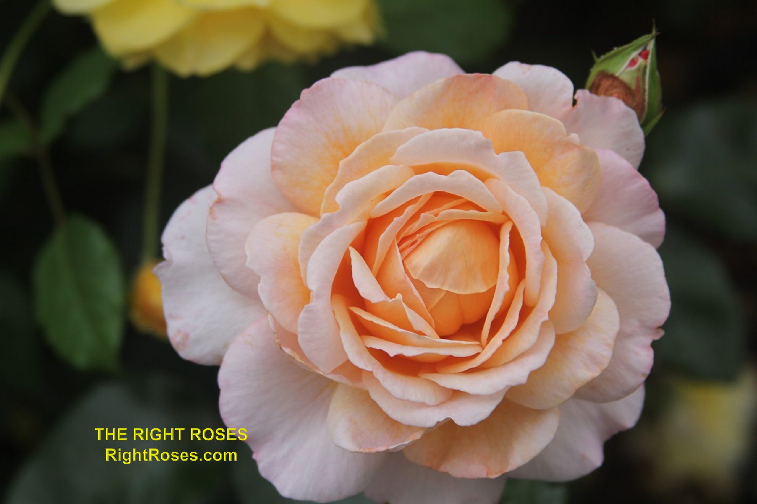 The Right Roses presents you with the best rose review of rose Sespe Sunrise (aka. Großherzogin Luise, Spicy Parfuma) | Kordes Rosen 2017. Millions of gardeners from all over the world have trusted our in-depth reviews. The Right Roses team uses our own, bespoke The Right Roses Score, which is the most comprehensive rose rating system in the world, to assess the overall quality of a rose. We review all the very best roses from all the best rose breeders such as Rosen Kordes, Rosen Tantau, Delbard, David Austin Roses. The Right Roses is also running the best gardening club for the very best connoisseur gardeners and garden designers at Righttify.com. At Righttify.com, connoisseur sellers can sell new garden plants, resell pre-loved garden plants. In addition, buyers can buy the very best plants in the world.