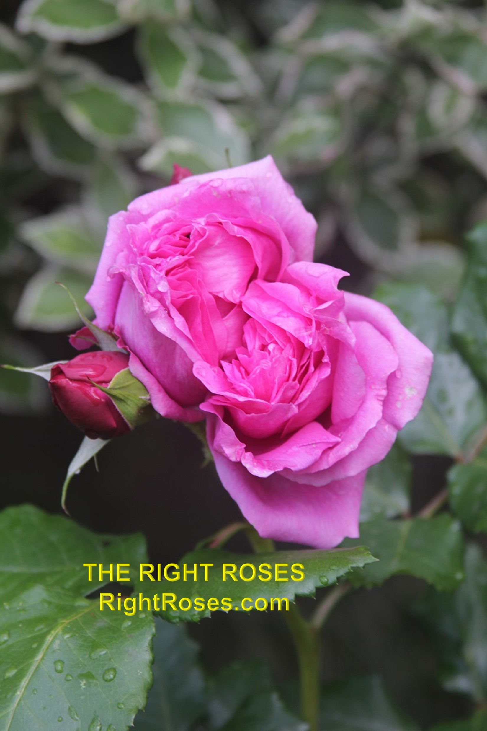 The Right Roses presents you with the best rose review of rose Pompadour | Georges Delbard 2015. Millions of gardeners from all over the world have trusted our in-depth reviews. The Right Roses team uses our own, bespoke The Right Roses Score, which is the most comprehensive rose rating system in the world, to assess the overall quality of a rose. We review all the very best roses from all the best rose breeders such as Rosen Kordes, Rosen Tantau, Delbard, David Austin Roses. The Right Roses is also running the best gardening club for the very best connoisseur gardeners and garden designers at Righttify.com. At Righttify.com, connoisseur sellers can design gardens, provide gardening services, sell new garden plants, resell pre-loved garden plants. In addition, buyers can buy the very best plants in the world.