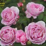 The Right Roses presents you with the best rose review of rose Königin Marie | Kordes Roses 2020. Millions of gardeners from all over the world have trusted our in-depth reviews. The Right Roses team uses our own, bespoke The Right Roses Score, which is the most comprehensive rose rating system in the world, to assess the overall quality of a rose. We review all the very best roses from all the best rose breeders such as Rosen Kordes, Rosen Tantau, Delbard, David Austin Roses. The Right Roses is also running the best gardening club for the very best connoisseur gardeners and garden designers at Righttify.com. At Righttify.com, connoisseur sellers can design gardens, provide gardening services, and provide garden consulting services.