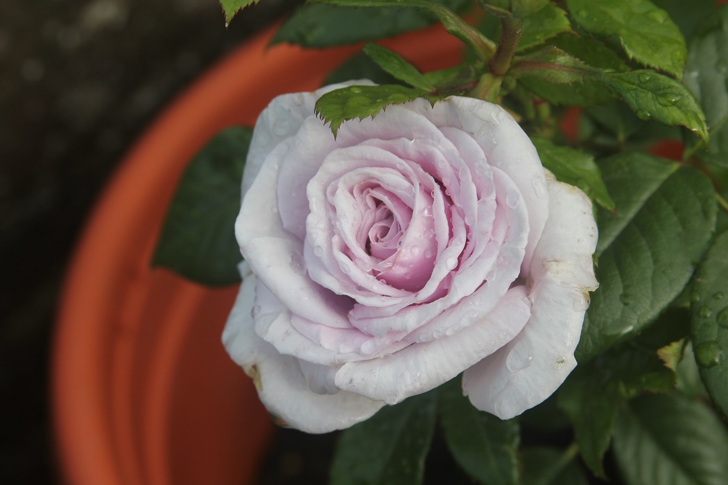 The Right Roses presents you with the best rose review of rose ‘Pacific Blue (aka. Perfume Dress)’ | Rosen Tantau 2019. Millions of gardeners from all over the world have trusted our in-depth reviews. The Right Roses team uses our own, bespoke The Right Roses Score, which is the most comprehensive rose rating system in the world, to assess the overall quality of a rose. We review all the very best roses from all the best rose breeders such as Rosen Kordes, Rosen Tantau, Delbard, David Austin Roses. The Right Roses is also running the best gardening club for the very best connoisseur gardeners and garden designers at Righttify.com. At Righttify.com, connoisseur sellers can design gardens, provide gardening services, and provide garden consulting services.