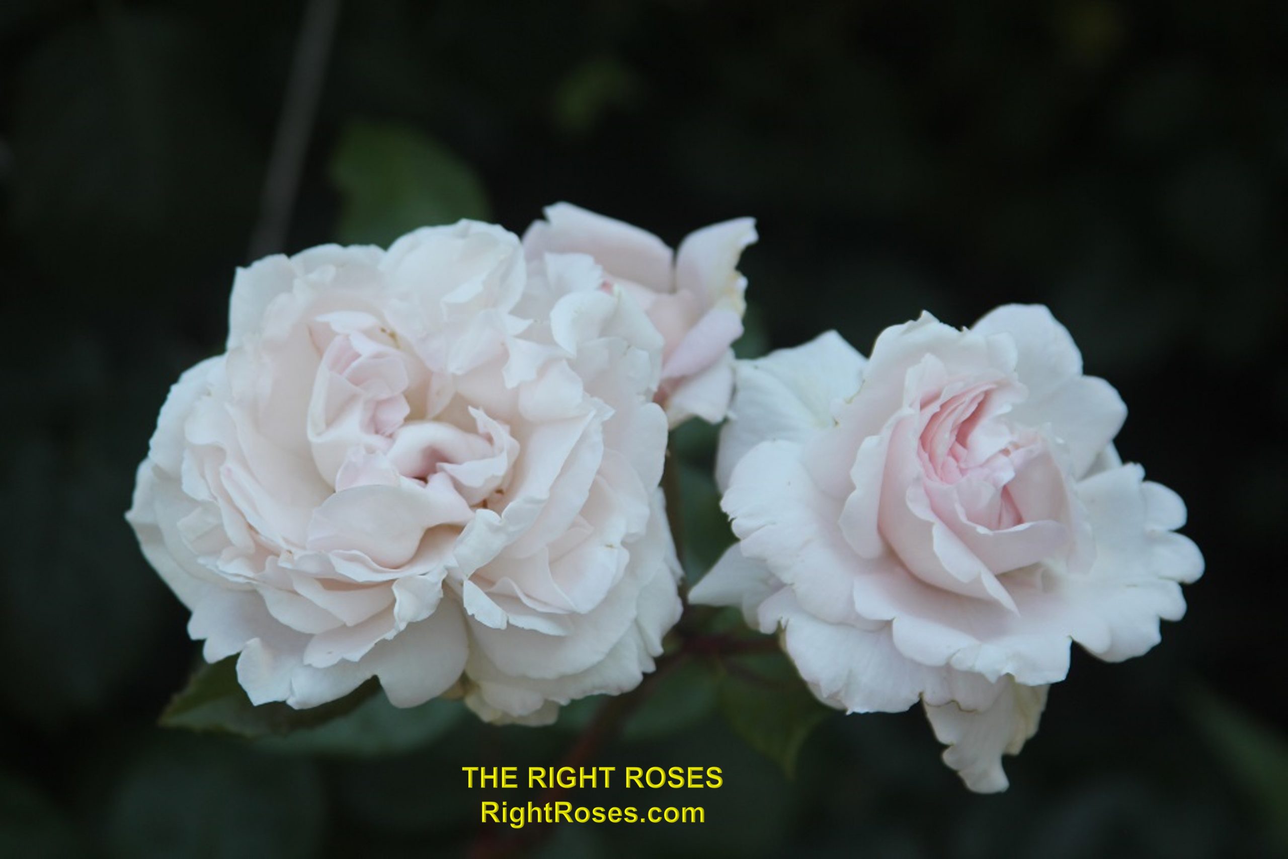 The Right Roses presents you with the best rose review of rose 'First Crush' (aka. Constanze Mozart, La Belle Ferronière, Pretty Parfuma) | Kordes Rosen 2012. Millions of gardeners from all over the world have trusted our in-depth reviews. The Right Roses team uses our own, bespoke The Right Roses Score, which is the most comprehensive rose rating system in the world, to assess the overall quality of a rose. We review all the very best roses from all the best rose breeders such as Rosen Kordes, Rosen Tantau, Delbard, David Austin Roses. The Right Roses is also running the best gardening club for the very best connoisseur gardeners and garden designers at Righttify.com. At Righttify.com, connoisseur sellers can design gardens, provide gardening services, and provide garden consulting services.