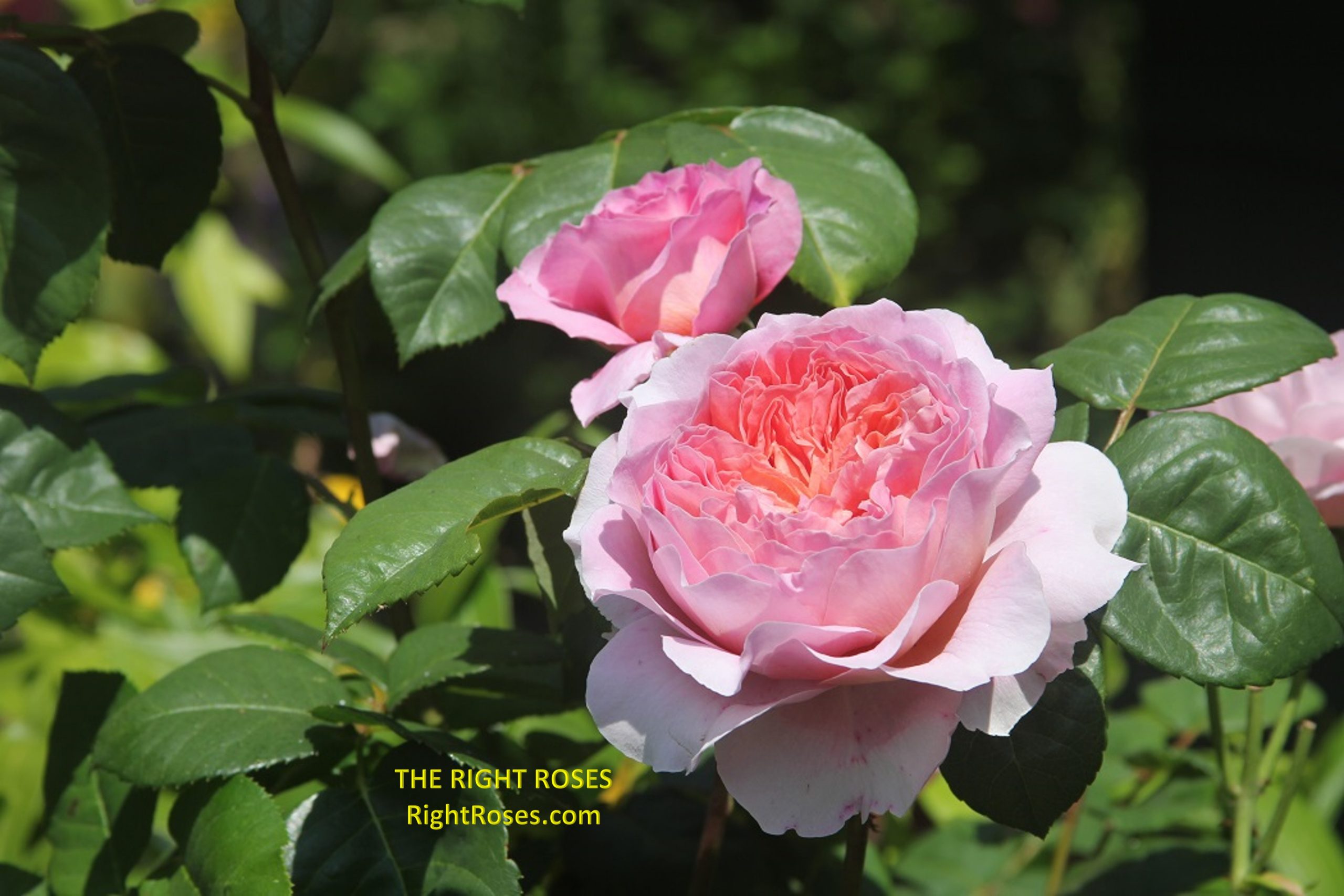 The Right Roses presents you with the best rose review of rose 'Eisvogel' | Rosen Tantau 2016 (year 3). Millions of gardeners from all over the world have trusted our in-depth reviews. The Right Roses team uses our own, bespoke The Right Roses Score, which is the most comprehensive rose rating system in the world, to assess the overall quality of a rose. We review all the very best roses from all the best rose breeders such as Rosen Kordes, Rosen Tantau, Delbard, David Austin Roses. The Right Roses is also running the best gardening club for the very best connoisseur gardeners and garden designers at Righttify.com. At Righttify.com, connoisseur sellers can design gardens, provide gardening services, and provide garden consulting services.