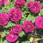 AS ROSE ‘MUNSTEAD WOOD’ BEING DISCONTINUED, THESE VARIETIES MAY MAKE YOU FORGET IT EASILY