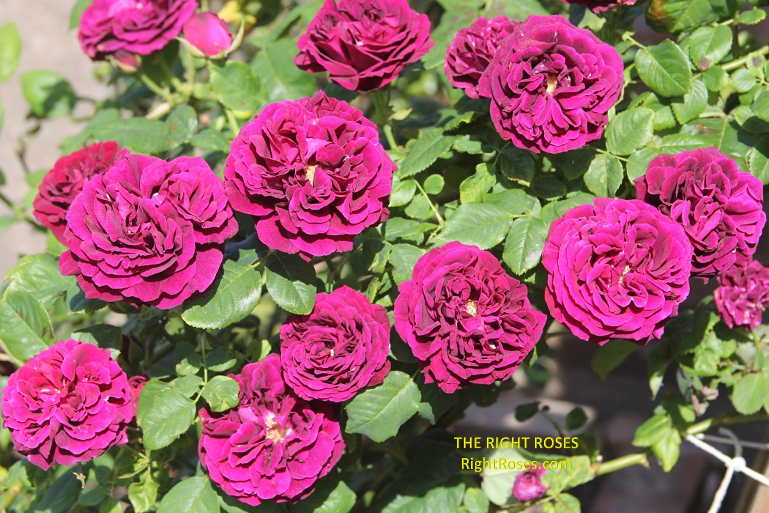 The Right Roses presents you with the best rose review of rose 'Souvenir du Dr. Jamain'. Millions of gardeners from all over the world have trusted our in-depth reviews. The Right Roses team uses our own, bespoke The Right Roses Score, which is the most comprehensive rose rating system in the world, to assess the overall quality of a rose. We review all the very best roses from all the best rose breeders such as Rosen Kordes, Rosen Tantau, Delbard, David Austin Roses. The Right Roses is also running the best gardening club for the very best connoisseur gardeners and garden designers at Righttify.com. At Righttify.com, connoisseur sellers can design gardens, provide gardening services, and provide garden consulting services.