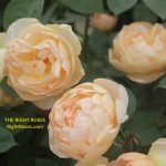 The Right Roses presents you with the best rose review of rose 'Dannahue' | David Austin Roses 2023 . Millions of gardeners from all over the world have trusted our in-depth reviews. The Right Roses team uses our own, bespoke The Right Roses Score, which is the most comprehensive rose rating system in the world, to assess the overall quality of a rose. We review all the very best roses from all the best rose breeders such as Rosen Kordes, Rosen Tantau, Delbard, David Austin Roses. The Right Roses is also running the best gardening club for the very best connoisseur gardeners and garden designers at Righttify.com. At Righttify.com, connoisseur sellers can design gardens, provide gardening services, and provide garden consulting services.