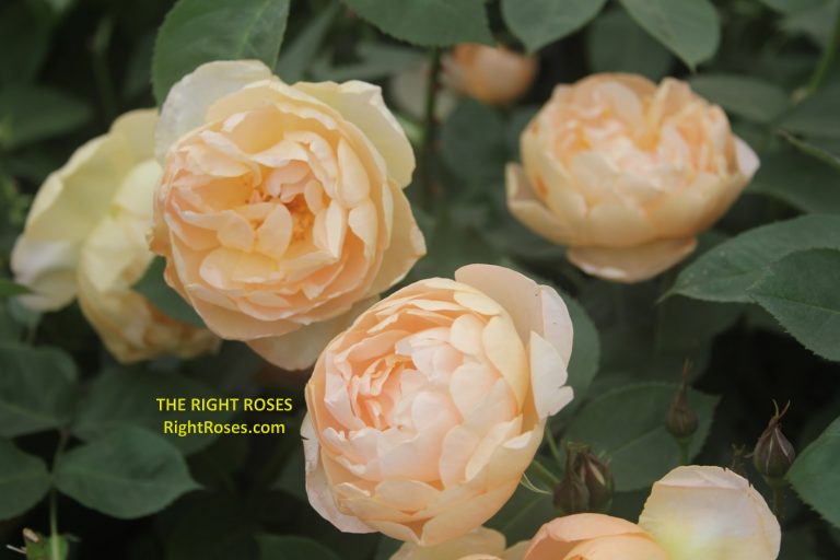 The Right Roses membership is closed!
