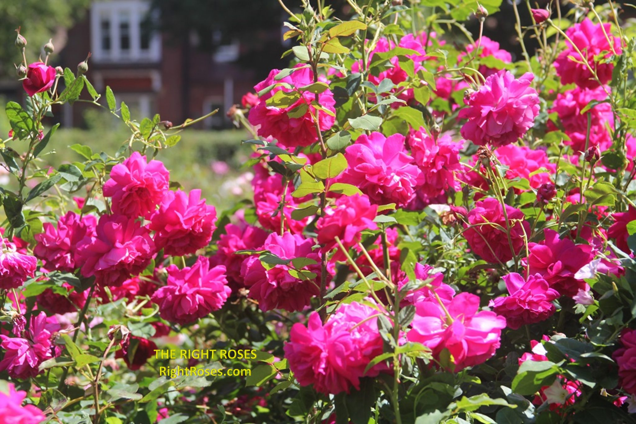 THE RIGHT ROSES ONLY THE VERY BEST WILL DO