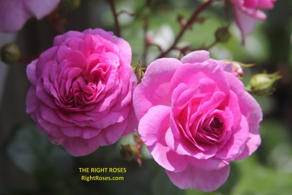The Right Roses presents you with the best rose review of rose 'Ozeana' | Rosen Tantau 2016. Millions of gardeners from all over the world have trusted our in-depth reviews. The Right Roses team uses our own, bespoke The Right Roses Score, which is the most comprehensive rose rating system in the world, to assess the overall quality of a rose. We review all the very best roses from all the best rose breeders such as Rosen Kordes, Rosen Tantau, Delbard, David Austin Roses. The Right Roses is also running the best gardening club for the very best connoisseur gardeners and garden designers at Righttify.com. At Righttify.com, connoisseur sellers can design gardens, provide gardening services, and provide garden consulting services.