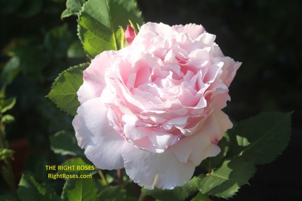 The Right Roses presents you with the best rose review of rose 'King Charles Coronation' (aka. 'Sophie Rochas') | Delbard 2017. Millions of gardeners from all over the world have trusted our in-depth reviews. The Right Roses team uses our own, bespoke The Right Roses Score, which is the most comprehensive rose rating system in the world, to assess the overall quality of a rose. We review all the very best roses from all the best rose breeders such as Rosen Kordes, Rosen Tantau, Delbard, David Austin Roses. The Right Roses is also running the best gardening club for the very best connoisseur gardeners and garden designers at Righttify.com. At Righttify.com, connoisseur sellers can design gardens, provide gardening services, and provide garden consulting services.