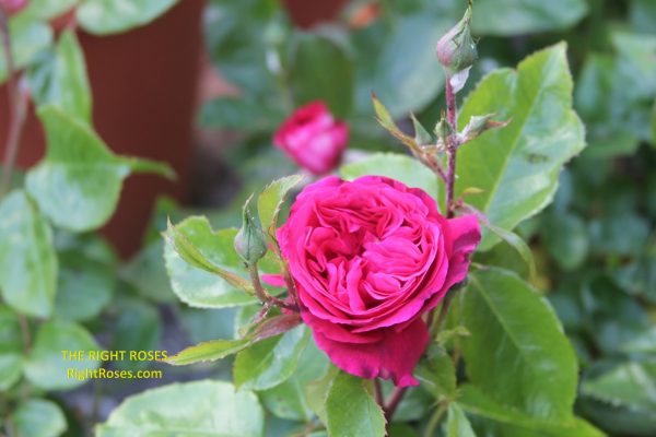 The Right Roses presents you with the best rose review of rose 'Maxim' | Rosen Tantau 2016. Millions of gardeners from all over the world have trusted our in-depth reviews. The Right Roses team uses our own, bespoke The Right Roses Score, which is the most comprehensive rose rating system in the world, to assess the overall quality of a rose. We review all the very best roses from all the best rose breeders such as Rosen Kordes, Rosen Tantau, Delbard, David Austin Roses. The Right Roses is also running the best gardening club for the very best connoisseur gardeners and garden designers at Righttify.com. At Righttify.com, connoisseur sellers can design gardens, provide gardening services, gardening courses, and provide garden consulting services.