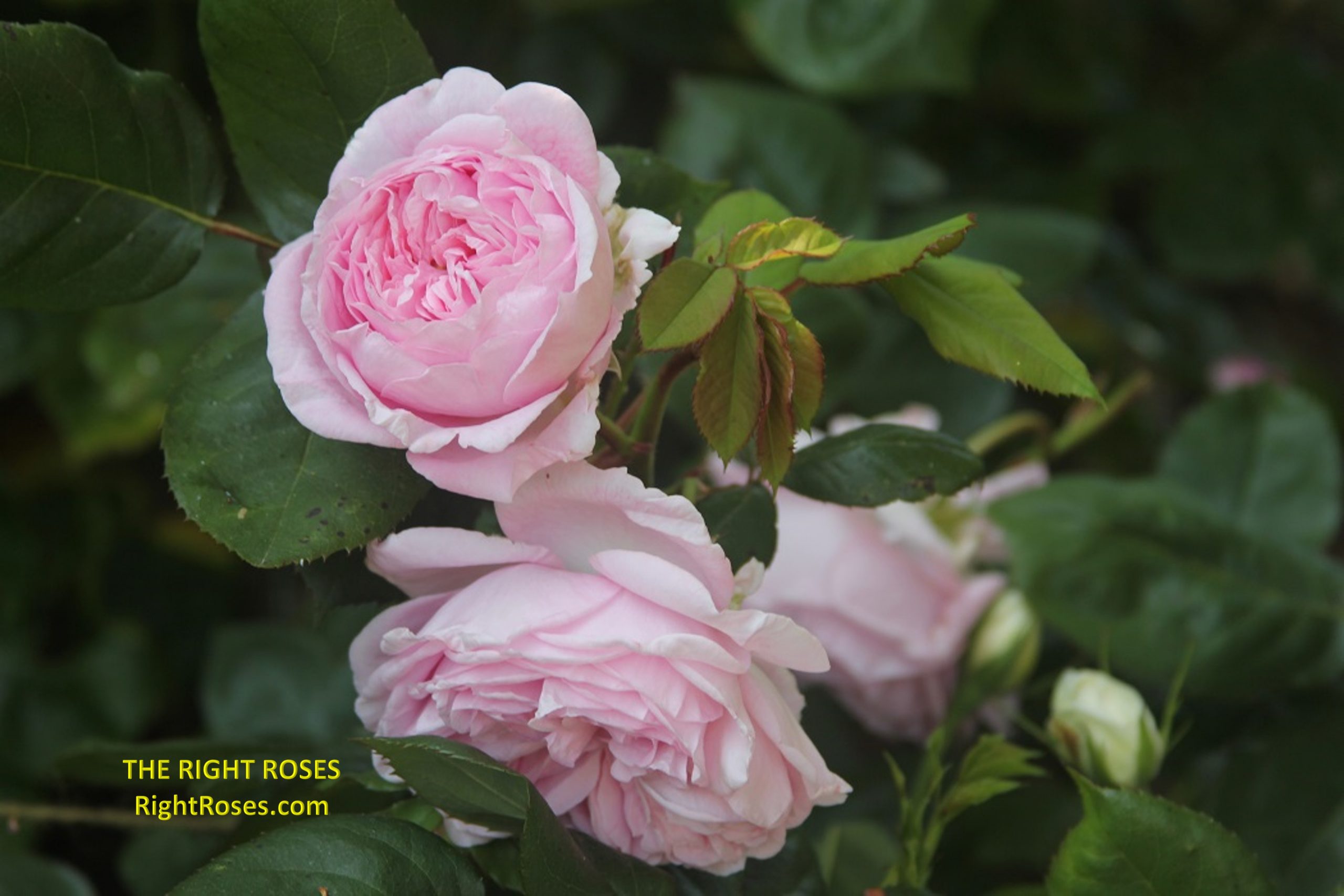 The Right Roses presents you with the best rose review of rose ‘Summer Romance’ (aka. Lovely Parfuma, Comtesse Marie-Henriette, Madame De Maintenon, Parfuma Summer Romance, Rosengräfin Marie Henriette, Marie Henriette) | Kordes Rosen 2013. Millions of gardeners from all over the world have trusted our in-depth reviews. The Right Roses team uses our own, bespoke The Right Roses Score, which is the most comprehensive rose rating system in the world, to assess the overall quality of a rose. We review all the very best roses from all the best rose breeders such as Rosen Kordes, Rosen Tantau, Delbard, David Austin Roses. The Right Roses is also running the best gardening club for the very best connoisseur gardeners and garden designers at Righttify.com. At Righttify.com, connoisseur sellers can design gardens, provide gardening services, gardening courses, and provide garden consulting services.