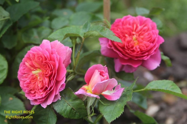 The Right Roses presents you with the best rose review of rose ‘Emma Bridgewater' | David Austin Roses 2024. Millions of gardeners from all over the world have trusted our in-depth reviews. The Right Roses team uses our own, bespoke The Right Roses Score, which is the most comprehensive rose rating system in the world, to assess the overall quality of a rose. We review all the very best roses from all the best rose breeders such as Rosen Kordes, Rosen Tantau, Delbard, David Austin Roses. The Right Roses is also running the best gardening club for the very best connoisseur gardeners and garden designers at Righttify.com. At Righttify.com, connoisseur sellers can design gardens, provide gardening services, gardening courses, and provide garden consulting services.