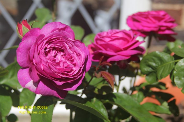 The Right Roses presents you with the best rose review of ‘Anuschka’ (Mottisfont) | Rosen Tantau 2021. Millions of gardeners from all over the world have trusted our in-depth reviews. The Right Roses team uses our own, bespoke The Right Roses Score, which is the most comprehensive rose rating system in the world, to assess the overall quality of a rose. We review all the very best roses from all the best rose breeders such as Rosen Kordes, Rosen Tantau, Delbard, David Austin Roses. The Right Roses is also running the best gardening club for the very best connoisseur gardeners and garden designers at Righttify.com. At Righttify.com, connoisseur sellers can design gardens, provide gardening services, gardening courses, and provide garden consulting services.