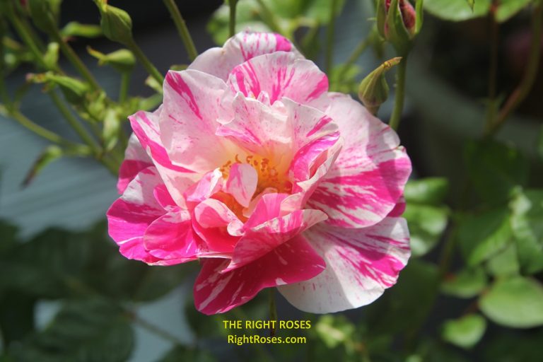 The Right Roses presents you with the best rose review of 'The King's Rose' | David Austin Roses 2025. Millions of gardeners from all over the world have trusted our in-depth reviews. The Right Roses team uses our own, bespoke The Right Roses Score, which is the most comprehensive rose rating system in the world, to assess the overall quality of a rose. We review all the very best roses from all the best rose breeders such as Rosen Kordes, Rosen Tantau, Delbard, David Austin Roses. The Right Roses is also running the best gardening club for the very best connoisseur gardeners and garden designers at Righttify.com. At Righttify.com, connoisseur sellers can design gardens, provide gardening services, gardening courses, and provide garden consulting services.