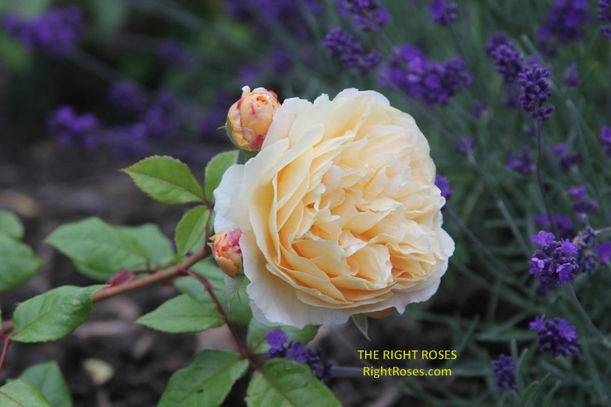Crown Princess Margareta rose - The Right Roses