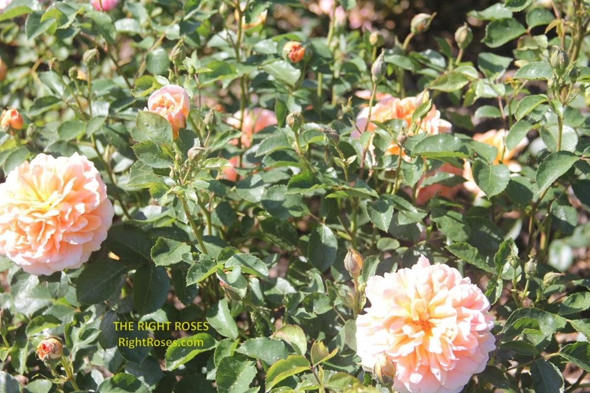 Dame Judi Dench Rose Review by The Right Roses - The Right Roses