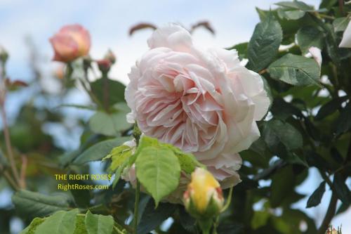 A Shropshire Lad rose review the right roses score best top garden store david austin english roses rose products rose rating the right leap rose food fertilizer