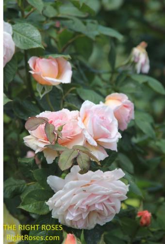 A Shropshire Lad rose review the right roses score best top garden store david austin english roses rose products rose rating the right leap rose food fertilizer