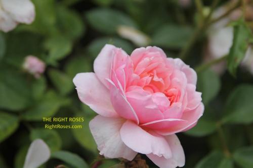 Anne Boleyn rose review the right roses score best top garden store david austin english roses rose products rose rating the right leap rose food fertilizer