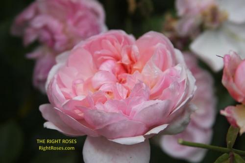 Anne Boleyn rose review the right roses score best top garden store david austin english roses rose products rose rating the right leap rose food fertilizer