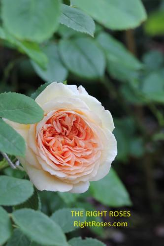 Bathsheba rose review the right roses score best top garden store david austin english roses rose products rose rating the right leap rose food fertilizer