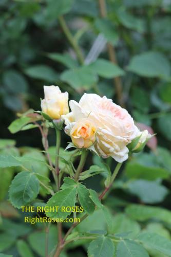 Bathsheba rose review the right roses score best top garden store david austin english roses rose products rose rating the right leap rose food fertilizer