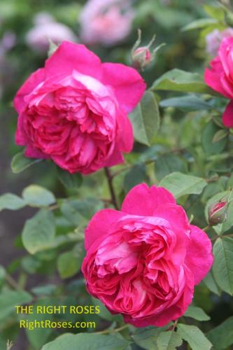 The best rose review of rose 'Benjamin Britten' by The Right Roses. David Austin. Our in-depth reviews have been trusted by millions gardeners worldwide. The Right Roses team uses our own The Right Roses Score, which is the most comprehensive rose rating system in the world, to assess the overall quality of a rose. All information and rose products: best top garden store, Rosen Kordes, Rosen Tantau, english roses, rose products, rose rating, the right leap, rose food, fertilizer.