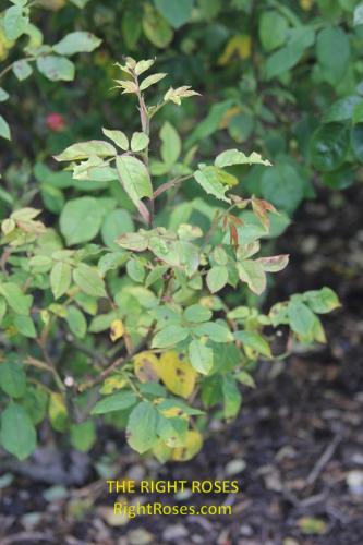 The best rose review of rose 'Benjamin Britten' by The Right Roses. David Austin. Our in-depth reviews have been trusted by millions gardeners worldwide. The Right Roses team uses our own The Right Roses Score, which is the most comprehensive rose rating system in the world, to assess the overall quality of a rose. All information and rose products: best top garden store, Rosen Kordes, Rosen Tantau, english roses, rose products, rose rating, the right leap, rose food, fertilizer.